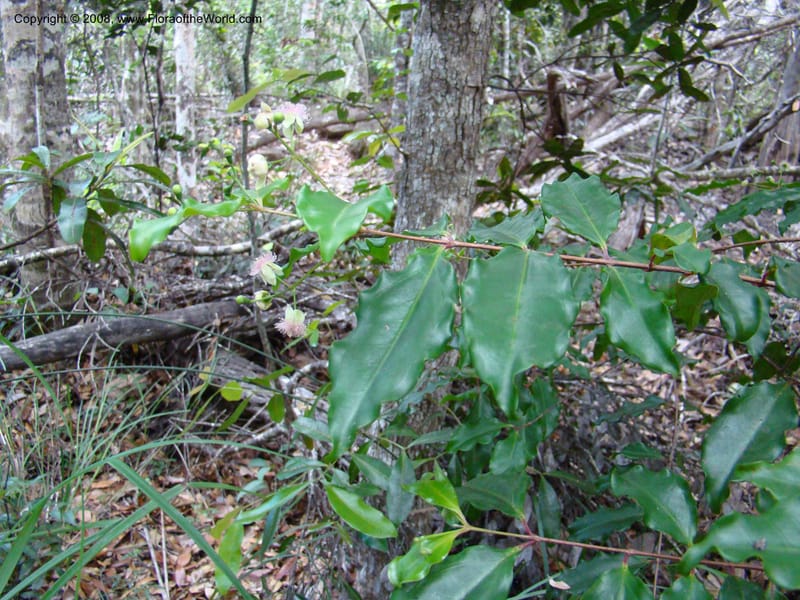 Archirhodomyrtus, JMunzinger4684--N.Caled. RT 1, Avangui For., Hervrouet Cr. 12 Nov 07. 051.jpg