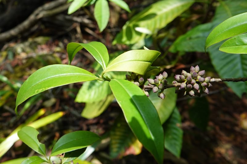 Rapanea faberi, D. Boufford 44108--China. Yunnan. Lao jun Shan. 30 Apr 2018. DSC00424 (298).JPG