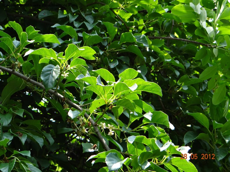 Actinidia callosa var. discolor, Li Pan 1205270--China, Zhejiang, Shunxi, 28 May 2012 09 (10).JPG