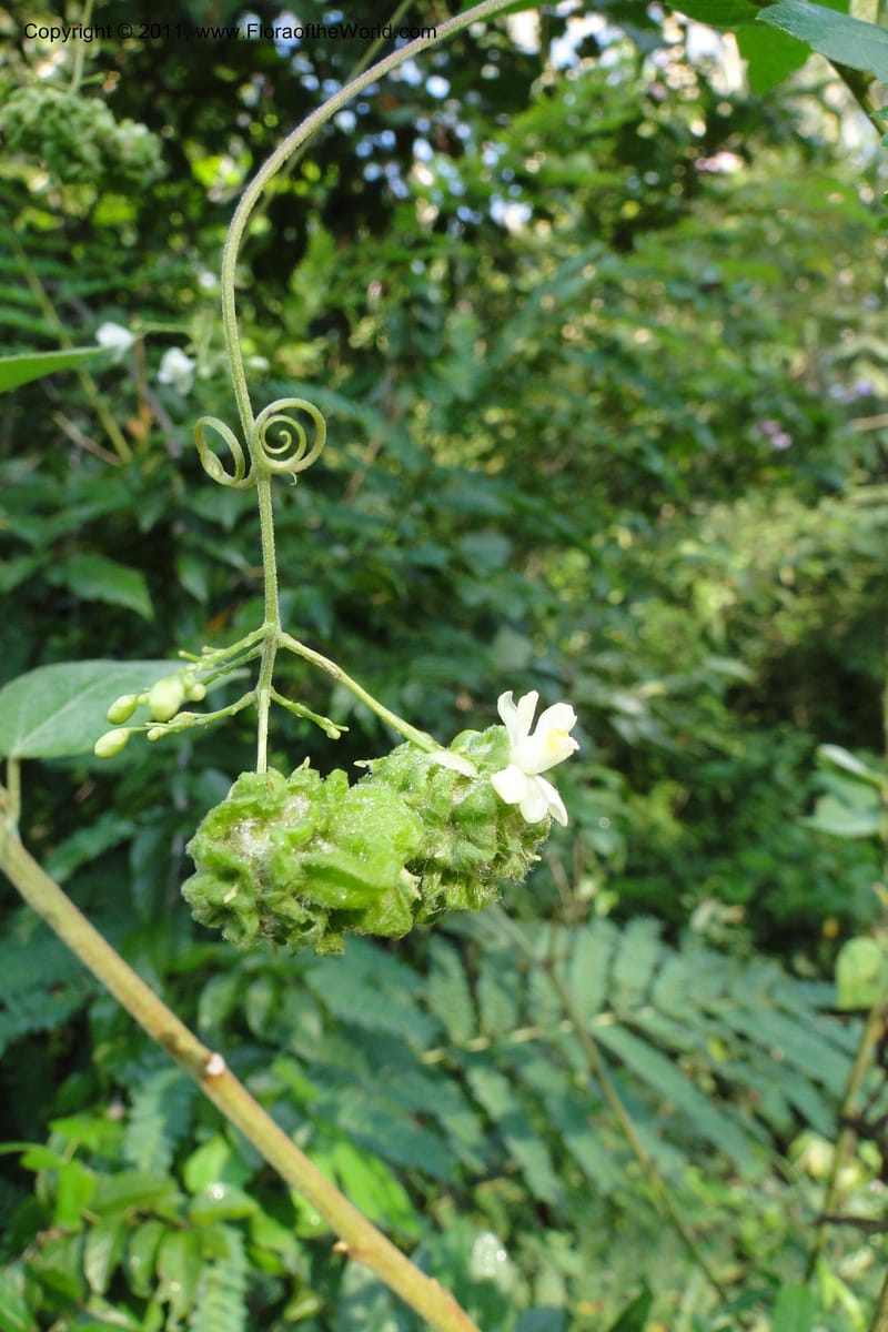 Urvillea, W. D. Stevens 31269--Paraguay. Edo. Concepcion. Esta. Garay Cue. 20 Mar 2011. 008 (13).jpg