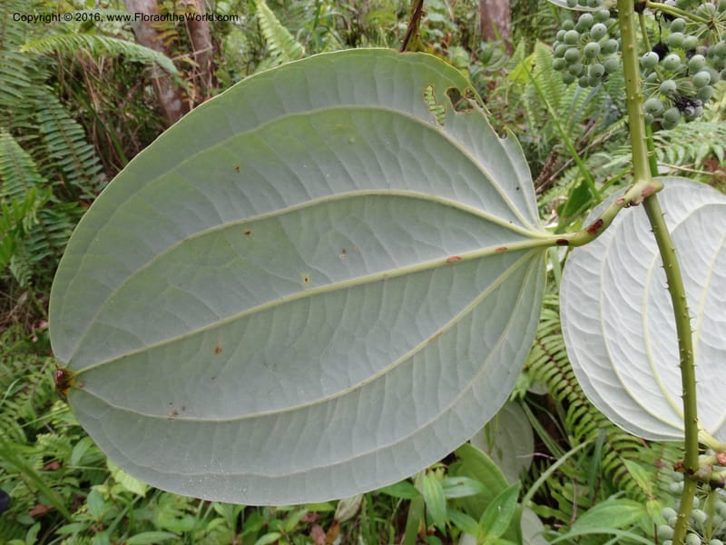 Smilax borneensis, Davidson, C 12935--Sabah. Kinabalu Nat. Park. Nalumad Substesen. 29 Mar 2015. DSC01294 (201).JPG