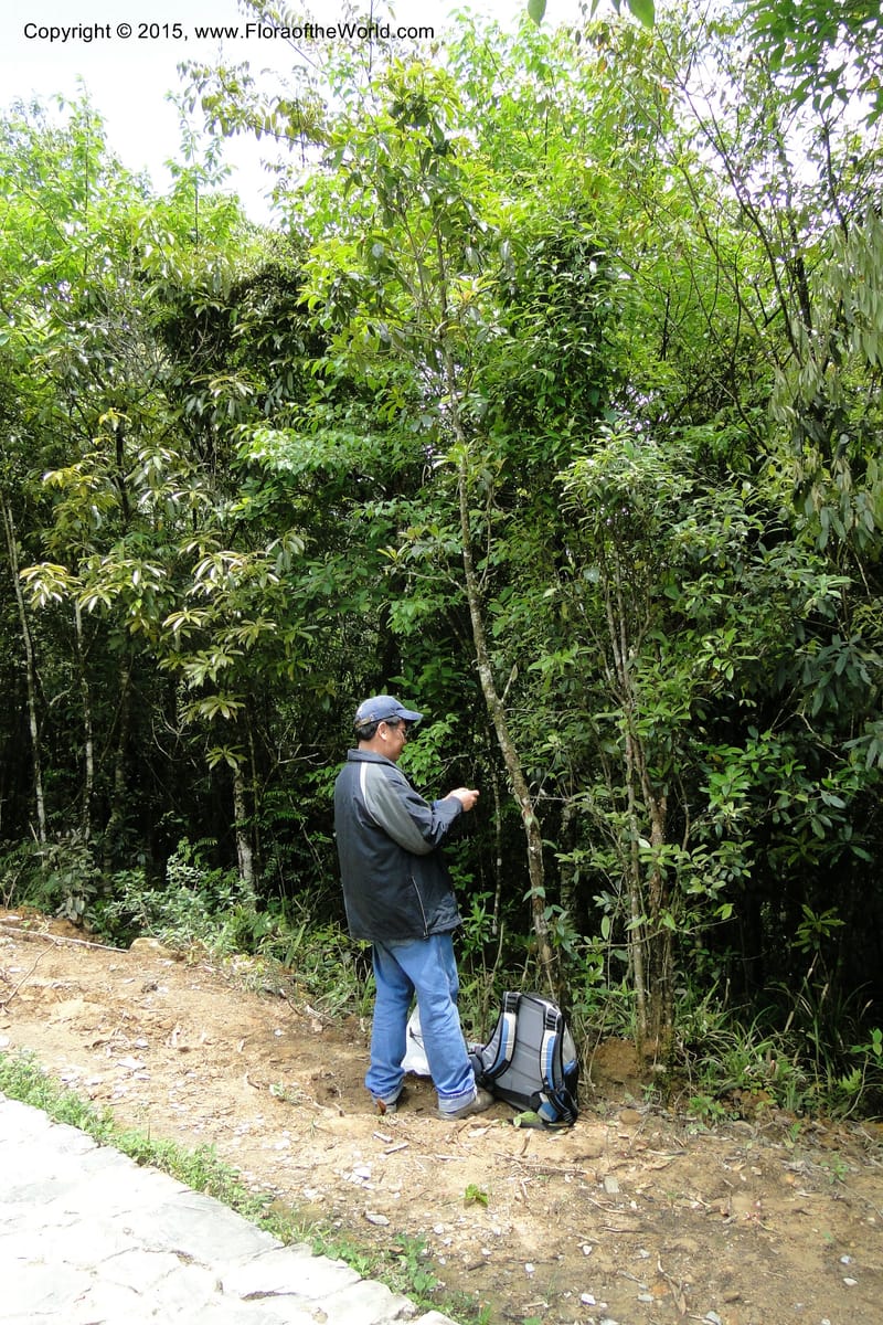 Illicium, Regalado 1782--Viet Nam. Ban Khoang Commune. 4 May 2011. 195 (11).jpg