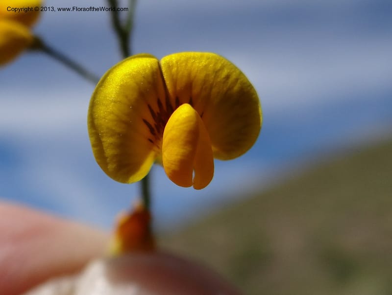 Adesmia, WDS 34191--Chile. Cta. 115. La Laguna. 22 Feb 2013. DSC02595 (68).JPG