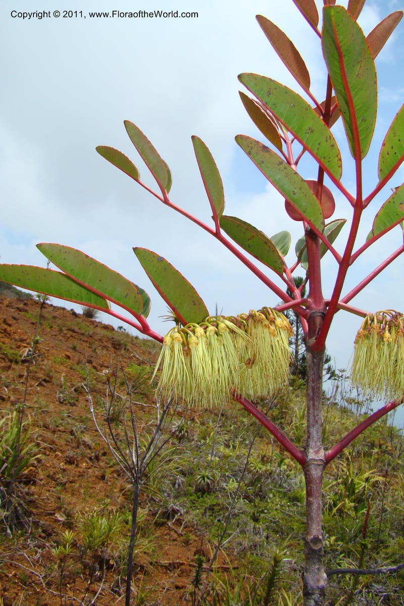 Cunonia macrophylla, M. Callmander 802--New Caledonia. Mont Dore. 20 Jan 2010. 001 (119).jpg