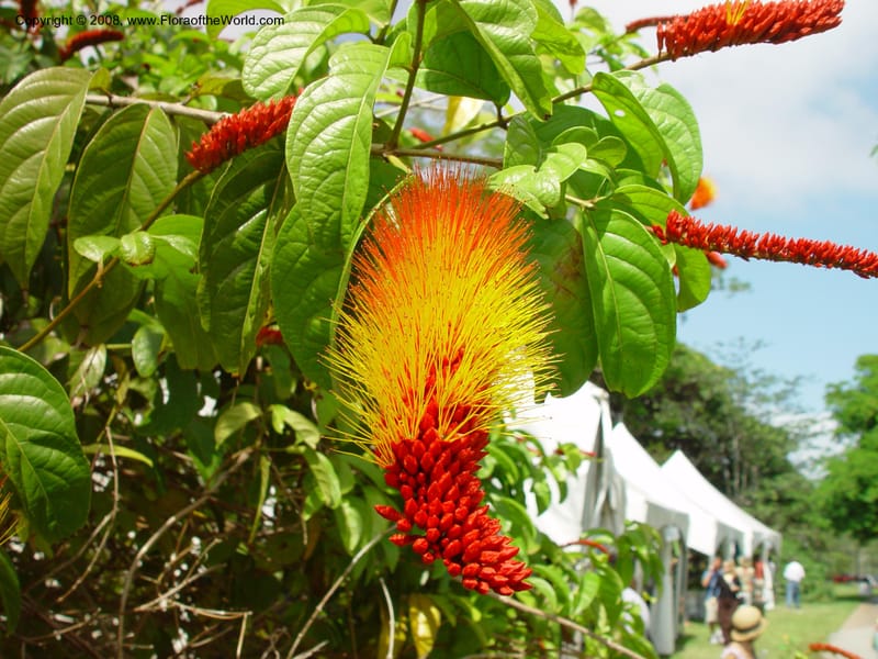 Combretum aubletii--FL. Fairchild Tropical Gard. 6 Apr 03. 347.jpg