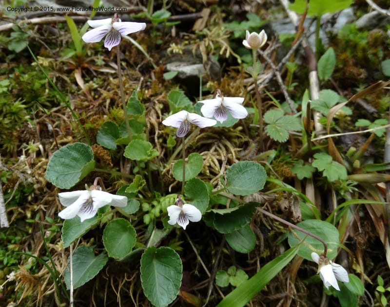 Viola, Boufford, D 43644--China. Sichuan. XiaYingShan to XiangZhai. 10 May 2014. DSC05109 (229).JPG