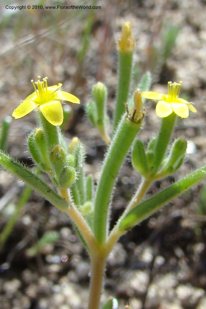 Mentzelia albicaulis, C. Davidson 11363--Idaho. Idaho Co. Salmon River. Polly Bemis Ranch. 27 May 2009. 290.jpg