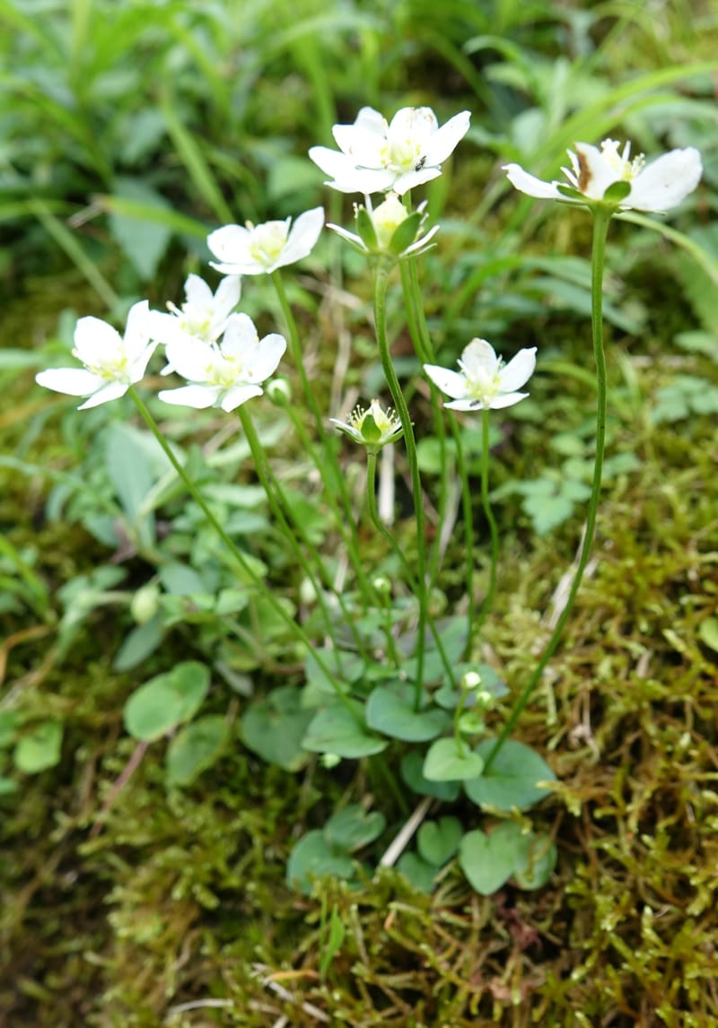 Parnassia palustris, Tseng Yu-Hsin 1316--Taiwan. SW of Nanshan on highway 7. 20 May 2016. DSC03339 (25).JPG