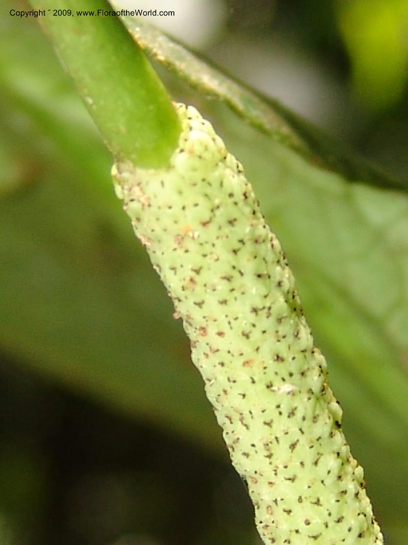 Piper, DNeill15925--Ecuador. Prv. Zam. Ch. C del Condor. Wawaime plot. 22 Sep 07. 155.jpg