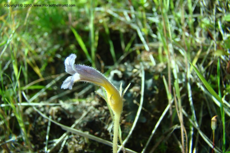 Orobanche uniflora, C. Davidson 11378--Idaho. Idaho Co. Salmon River. Polly Bemis Ranch. 27 May 2009. 042.jpg