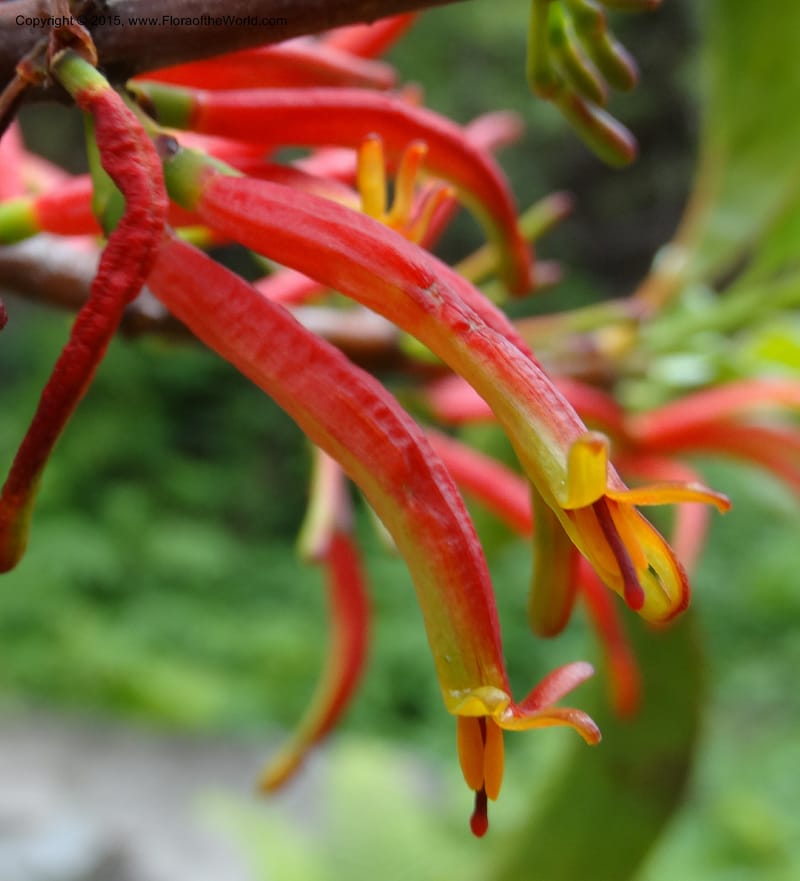 Taxillus delavayi, Boufford, D 43731--China. Sichuan. Taxillus stop. 14 May 2014. DSC06581 (54).JPG