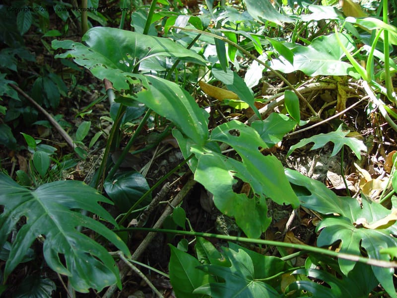 Anthurium, Perez-Farrera2896--MX. Chiapas. Kolom Jaa's Centro Ecot.,  Bosq. Tapijulapa. 18 Mch 03.   048.jpg