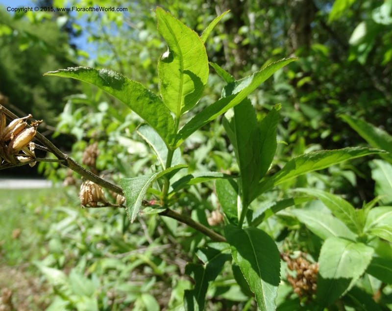 Diervilla sessilifolia, Davidson, C 13068--North Carolina. Haywood Co. NC 215 north of BRP. 21 May 2015. DSC07039 (7).JPG