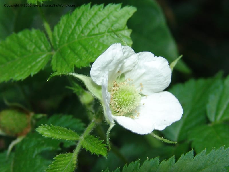 Rubus rosifolius, R.Gereua6887--Tanz. Ulanga Dist. Nawenge For. Res. W of Mahenge. 19 Feb 06. 141.jpg