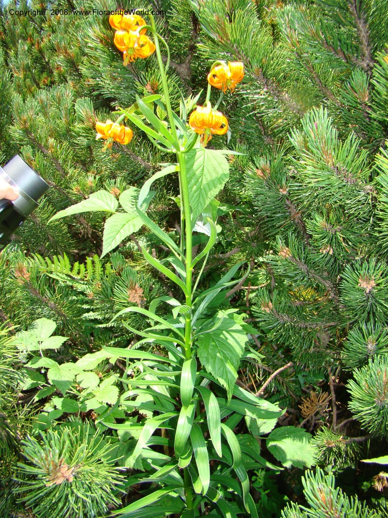 Lilium carniolicum, CDavidson11253--Slovenia. Gorenska Reg. Velika Planina. 6 Jul 08. 132.jpg