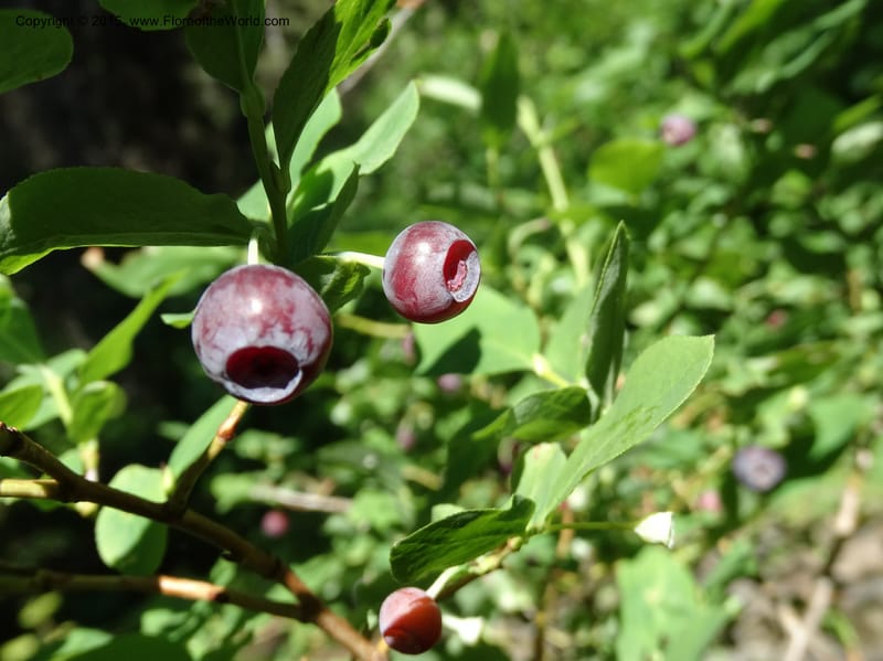 Vaccinium membranaceum, Davidson, C 12607--Idaho. Valley Co. Payette Lake. Sylvan Cr. 20 Jul 2014. DSC00669 (3).JPG