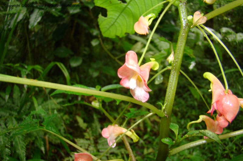 Impatiens austrotanzanica, WKindeketa2975--Tanz. Rungwe Distr. Rungwe For. Res. 24 Jan 08. 061.jpg
