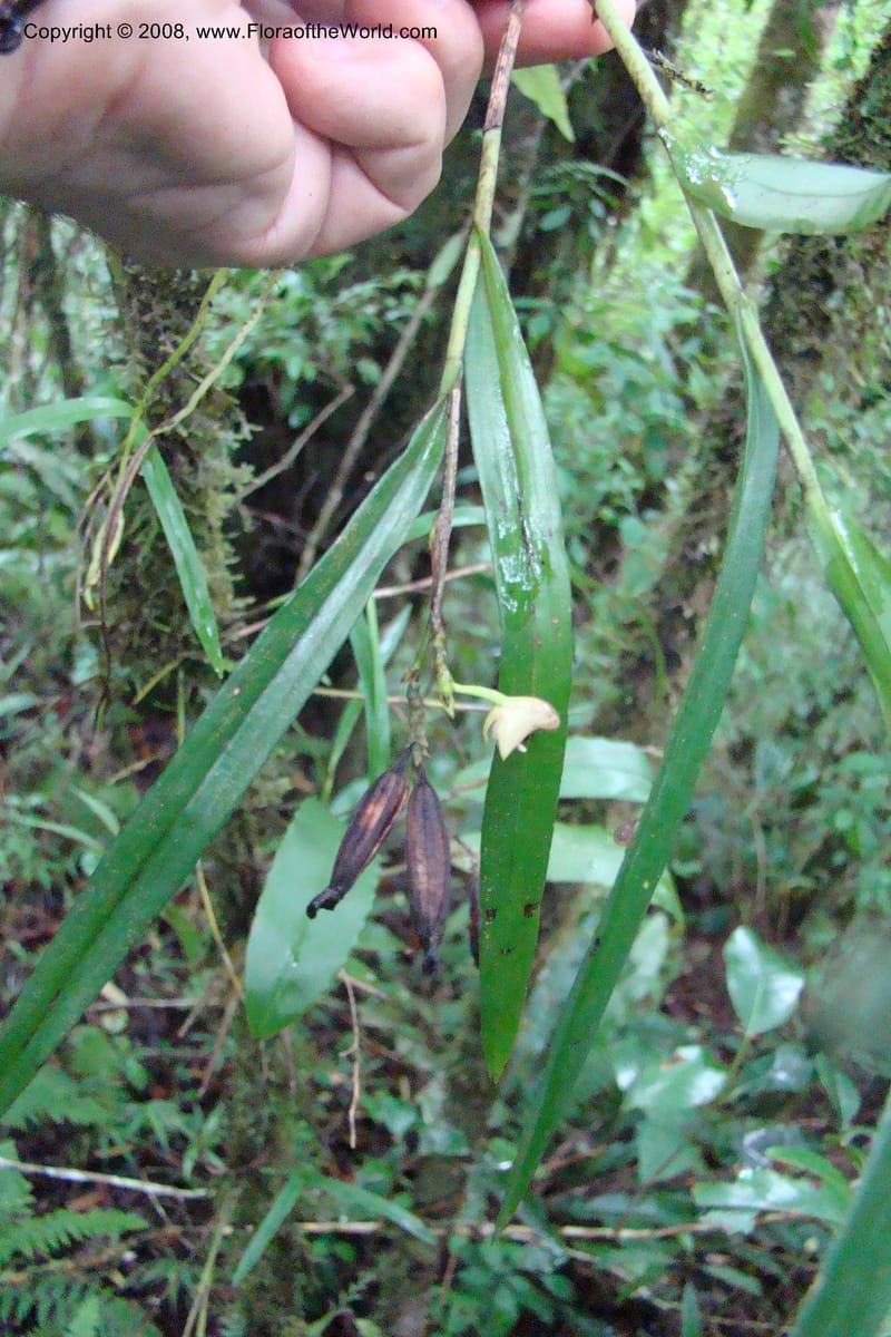 Polystachya albescens ssp. imbricata, WKindeketa2982--Tanz. Rungwe Distr. Rungwe For. Res. 24 Jan 08. 112.jpg