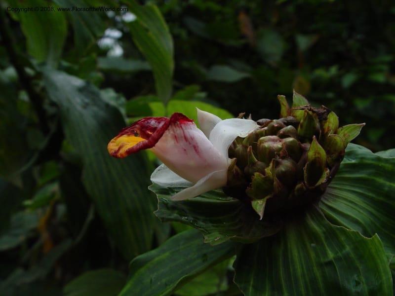 Costus--Cameroon. Mt. Cameroon. 6 Dec 03. 072.jpg
