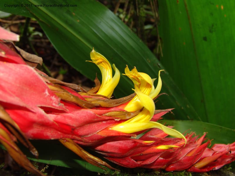Pitcairnia ferrell-ingramiae, Croat95131--Ecuador. Esmeraldas. Alto Tambo. 21 Feb 05. 249 (8).jpg