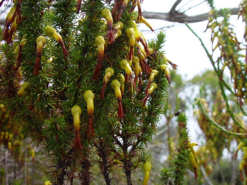 Erica coccinea (rare yellow form)--So. Africa. Grootbos Nat. Res. 22 Nov 02. 021.jpg