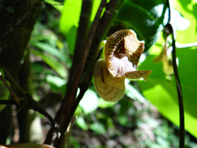Aristolochia, Li Pan 1205292--China. Zhejiang Prov. Tian Mu Shan. 29 May 2012. DSC00348 (143).JPG