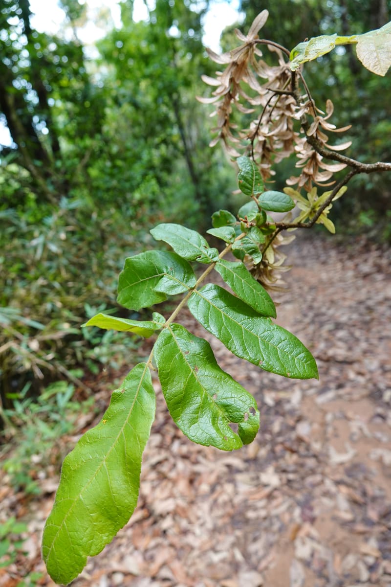 Engelhardia serrata, D. Boufford 44146--China. Yunnan. Along G213. 4 May 2018. DSC02084 (86).JPG