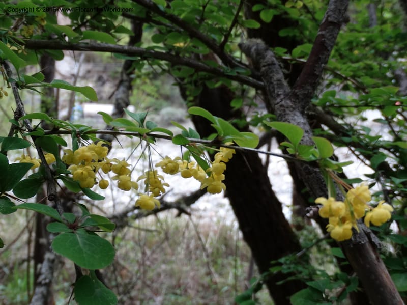 Berberis, Boufford, D 43610--China. Sichuan. ShaShiDuo. 8 May 2014. DSC04232 (217).JPG