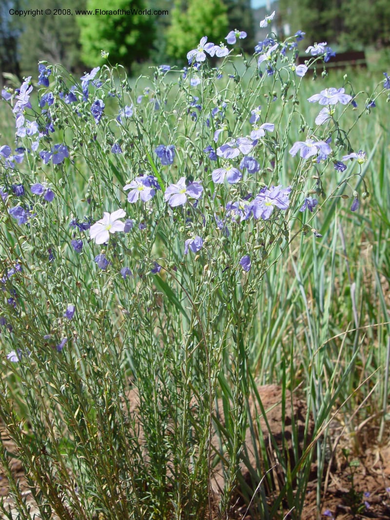 Linum perenne--AZ. Arboretum at Flagstaff. 5 Jun 03. 053.jpg