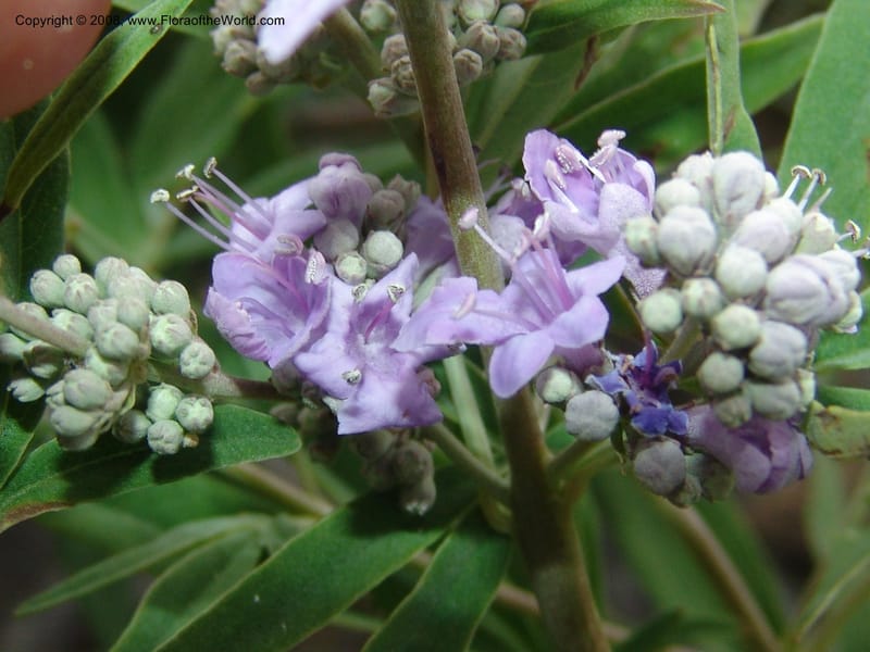 Vitex agnus-castus--Crete. Coastal trail E of Loutro. 28 May 05. 099.jpg