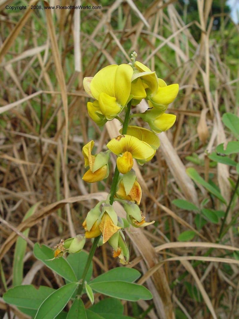 Crotalaria retusa--Cameroon. Limbe Botanic Garden. 4 Dec 03. 294.jpg