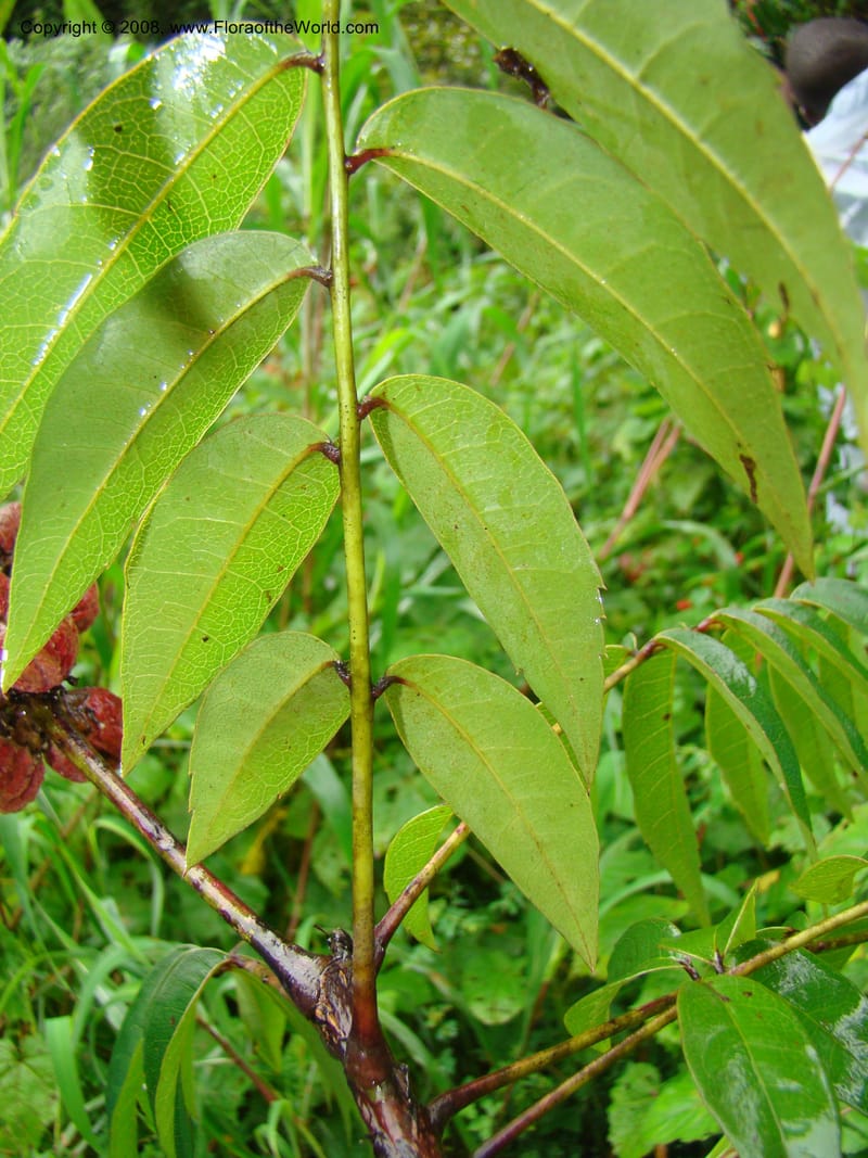 Bersama abyssinica ssp. abyssinica, RGereau7018--Tanz. Mbeya Rural Distr. Ngozi Crater. 26 Jan 08. 177.jpg
