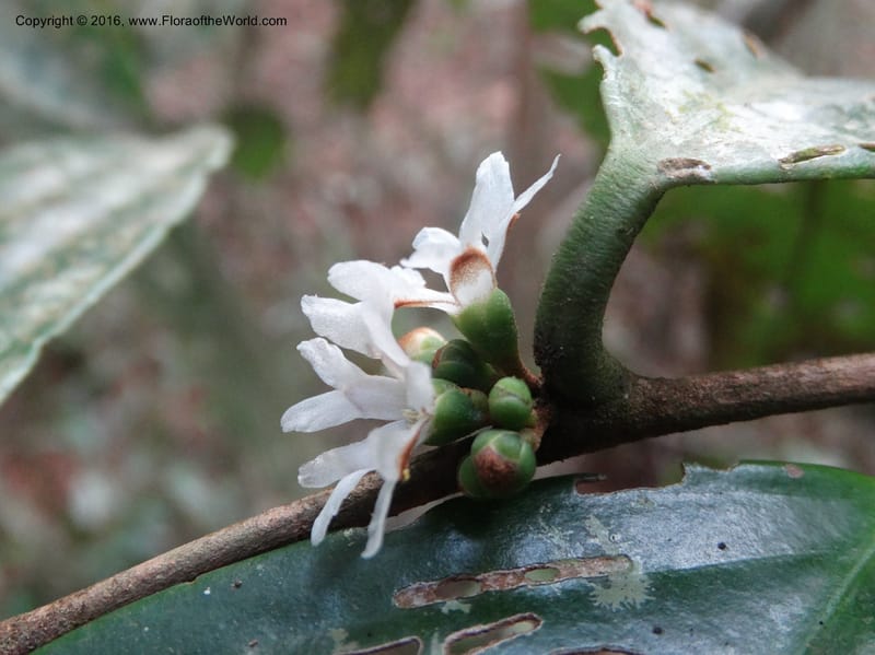 Erycibe, Davidson, C 12887--Sabah. Sapa Paya For. Res. 23 Mar 2015. DSC00001 (105).JPG