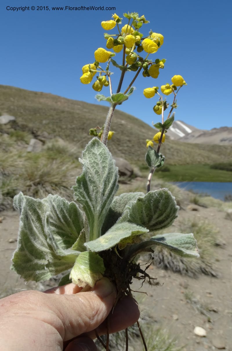 Calceolaria corymbosa, Davidson, C 12792--Chile. Ruta 115, to Laguna del Maule. 24 Nov 2014. DSC07486 (446).JPG