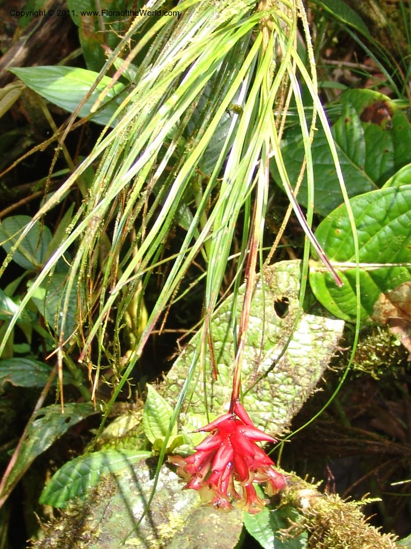Guzmania graminifolia, Croat 95179--Ecuador. Esmeraldas. Alto Tambo. 22 Feb 05. 058.jpg