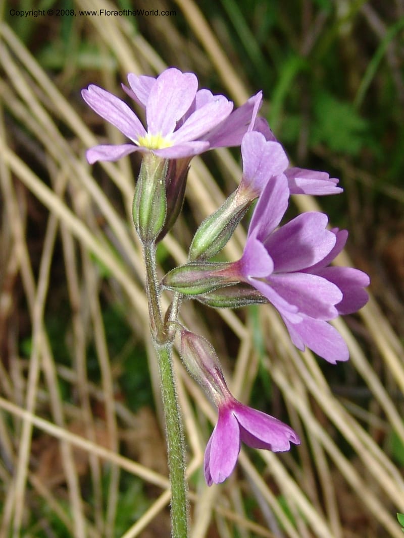 Primula amoena--Georgia. Kazbeki . Trail-road to Sameba Church. 2 Jun 05. 089.jpg