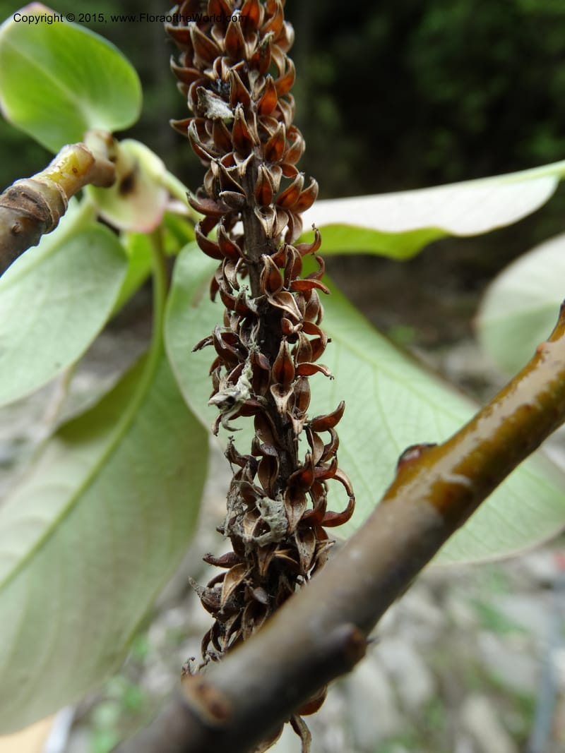 Salix, Boufford, D 43739--China. Sichuan. XinZhaZi Gou. 14 May 2014. DSC06426 (37).JPG