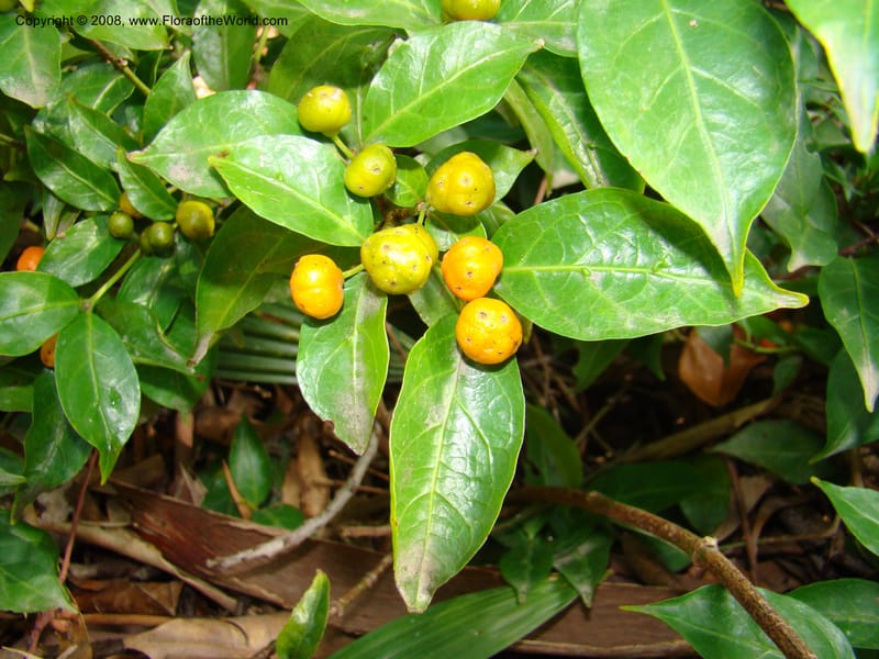 Morinda jasminoides--Australia. Royal Botanic Garden, Melbourne. 19-20 Mch 08. 026.jpg