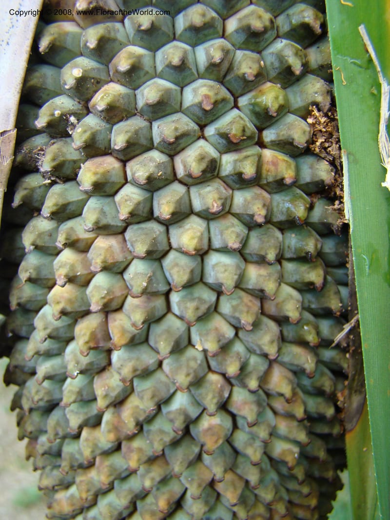 Pandanus, JMunzinger4821--New Caledonia. Col d'Amoss. 14 Nov 07. 141.jpg