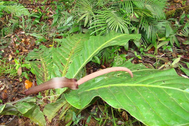 Anthurium, Vasquez 34815--Peru. Loreto. Dist. Nauta. Miraflores, Rio Tigre. 10 Nov 08. 045.jpg