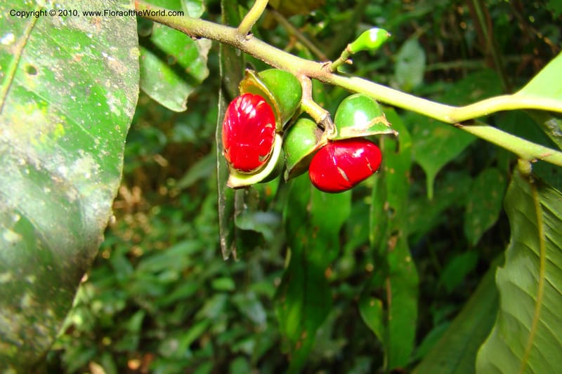 Iryanthera tessmannii, Vasquez 34725--Peru. Loreto. Dist. Nauta. Miraflores, Rio Tigre. 9 Nov 08. 263.jpg