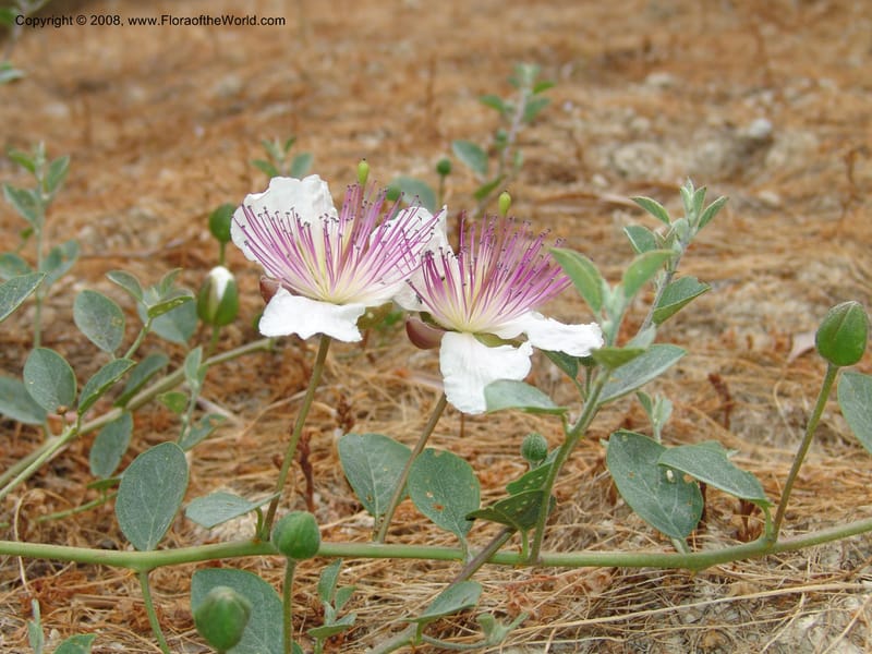 Capparis sicula ssp sicula--Crete. Btwn Almerida and Kalives. 26 May 05. 018.jpg