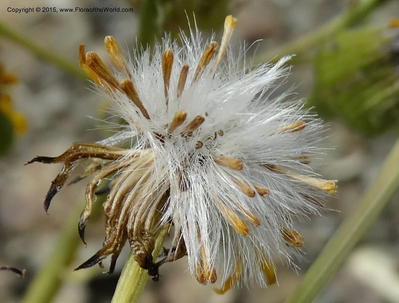 Senecio, Davidson, C 12598--ID. Idaho Co. Seven Devils Camp Ground. 15 Jul 2014. DSC00113 (326).JPG