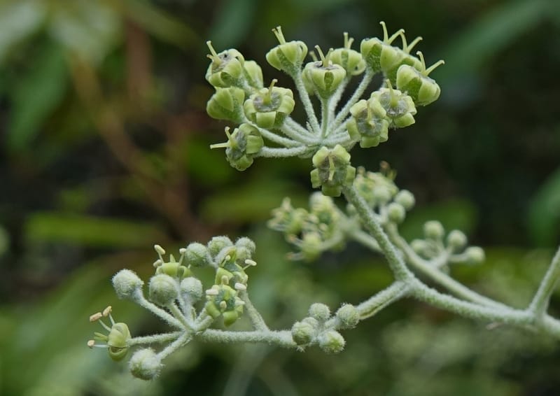 Astrotricha latifolia, Davidson, C 13352--Australia. Qld. Springbrook R.JPG