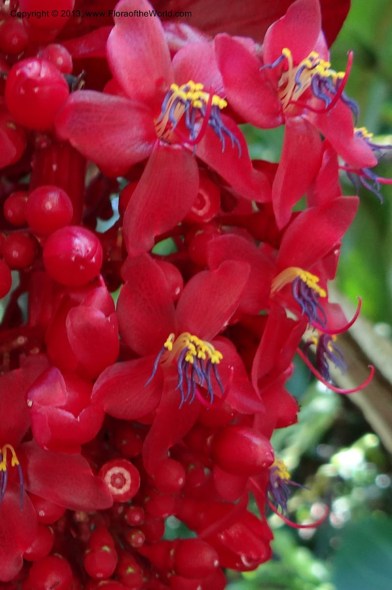 Medinilla miniata--Australia. Queensland. Cairns B. G. DSC09035 (44).JPG