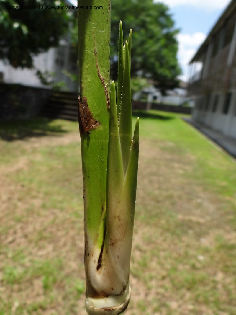 Young shoot emerging from the leaf sheath of a stem