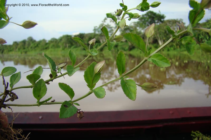 Mecardonia, R. Vasquez 34656--Peru. Loreto. Dist. Nauta. Pac. Samiria. Rio Yanayacu. 7 Nov 08. 618.jpg