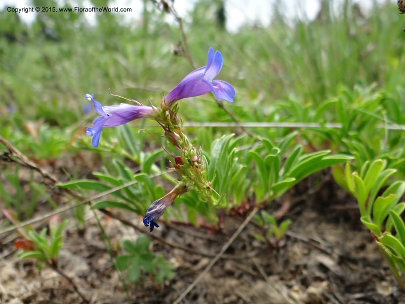 Penstemon leonardii, Mansfield, D 12-644--ID. Bear Lake Co. Mt. Sherman. 13 Jul 2012. DSC03601 (98).JPG