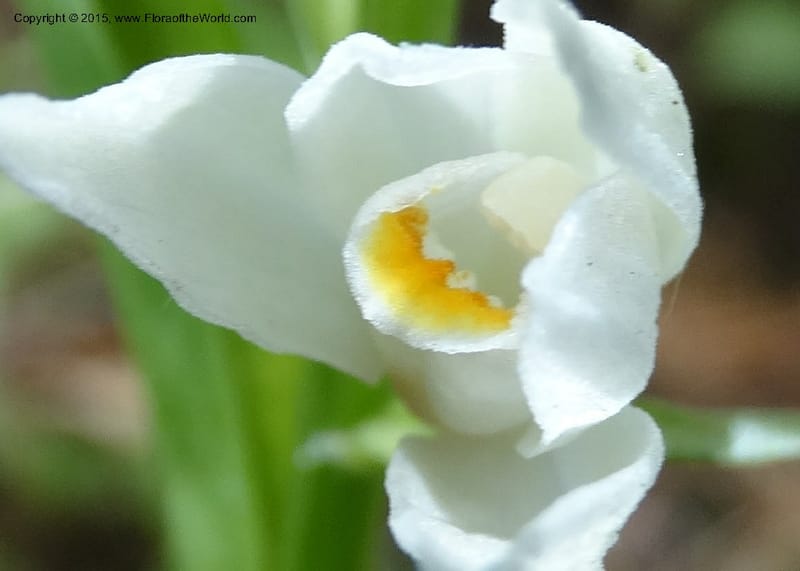 Cephalanthera longifolia, Boufford, D 43592--China. Sichuan. Tudiling Tunnel. 6 May 2014. DSC03860 (88).JPG