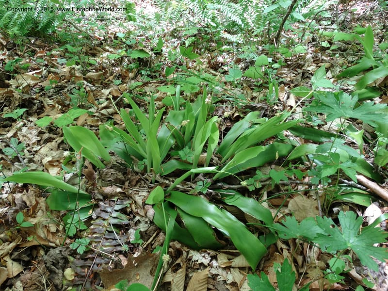 Cymophyllus fraserianus, Davidson, C 12984--North Carolina. Clay Co. Perry Gap Rd, Barnard's Cr. 13 May 2015. DSC04860 (315).JPG